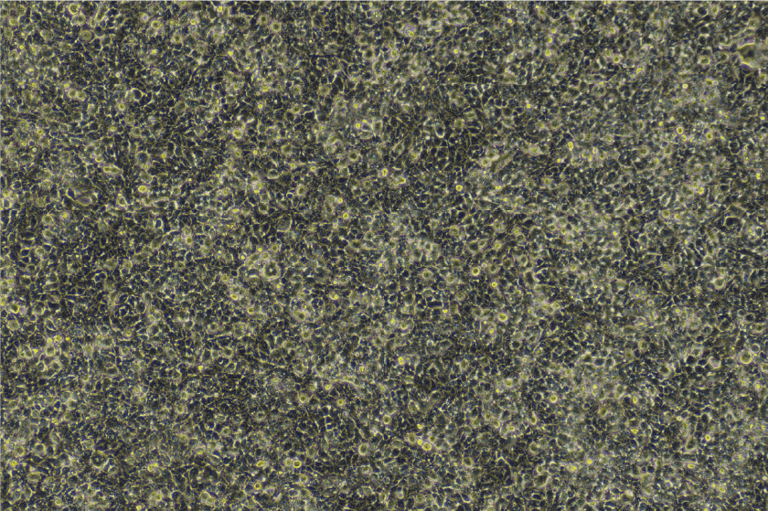 資源 49病毒.png 資源 49病毒.png